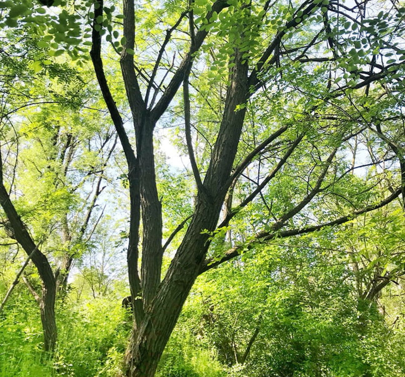albero verde